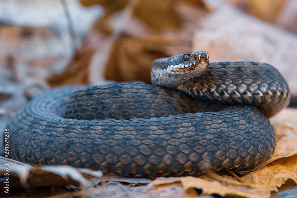 Obraz premium grass snake Natrix natrix close-up