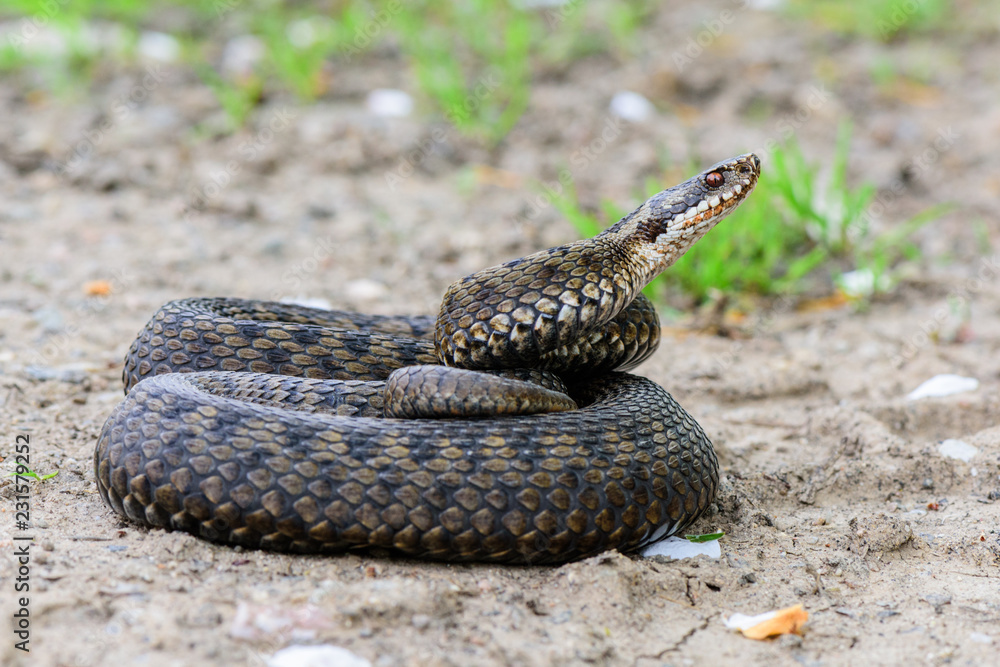 Obraz premium grass snake Natrix natrix close-up