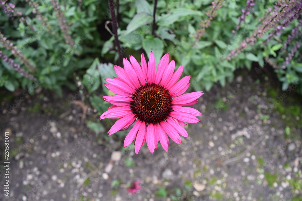 Fototapeta premium Pink flower