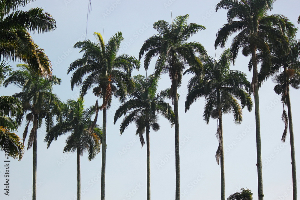 palm palm