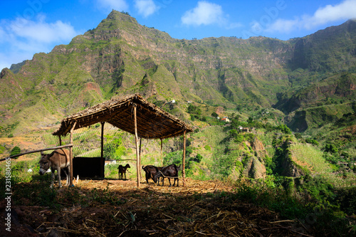 Cabo Verde breeding farm animals in mountains. Santo Antao