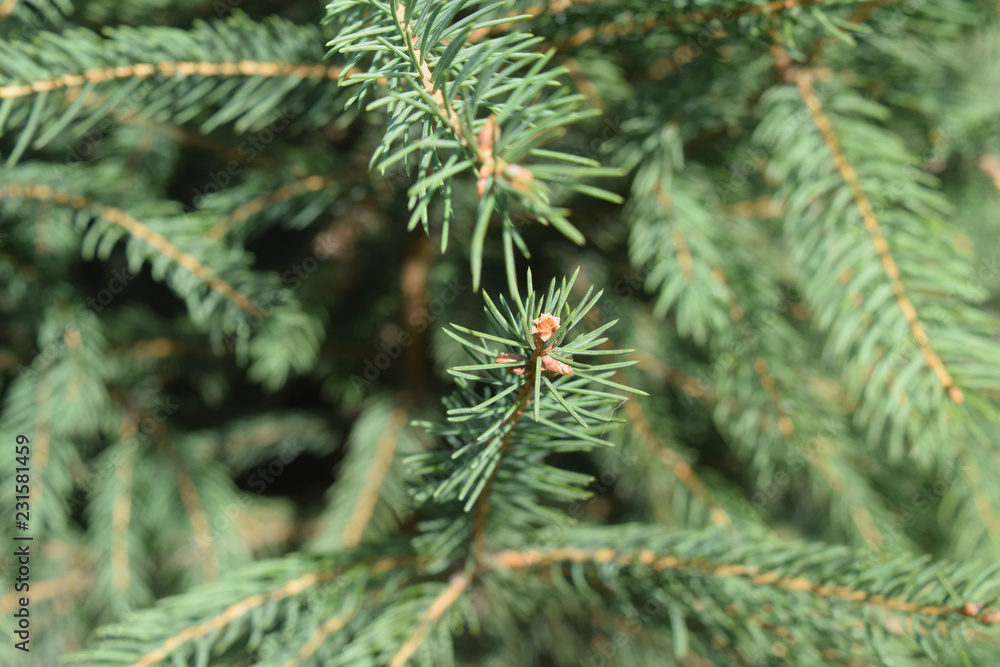 Christmas frame on the background of the Christmas tree