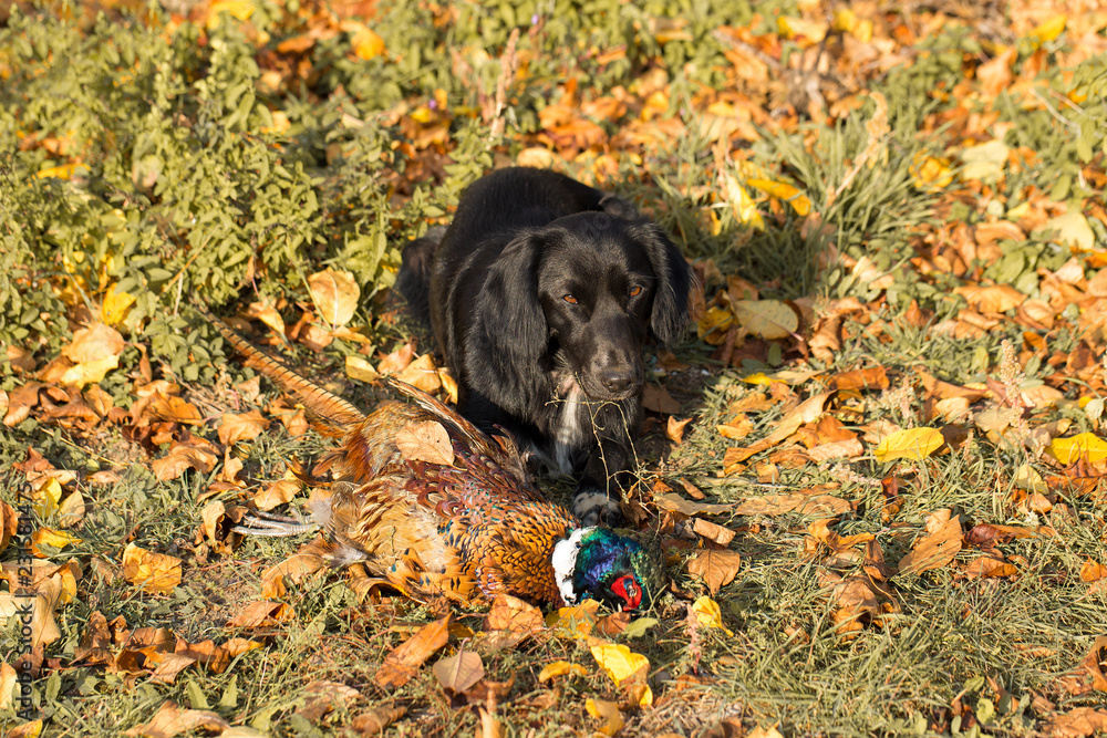 A hunting dog is lying on the grass. Spaniel guards pheasant prey A hunting dog is lying on the grass. Spaniel guards pheasant prey