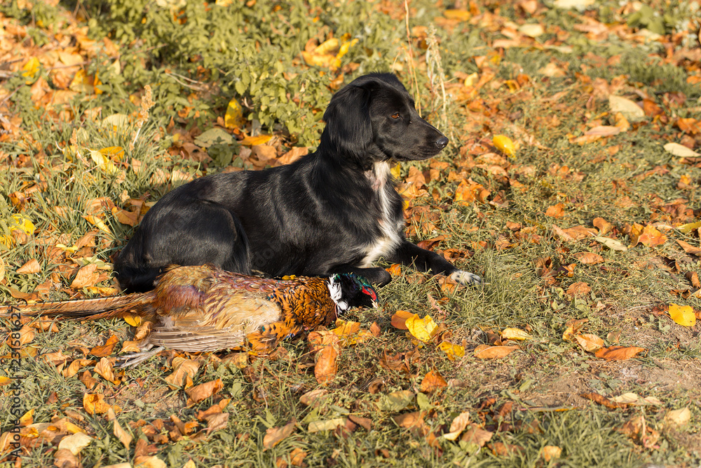 A hunting dog is lying on the grass. Spaniel guards pheasant prey
