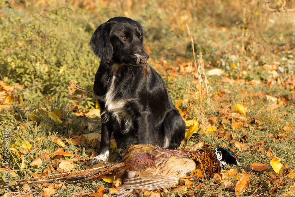 A hunting dog is lying on the grass. Spaniel guards pheasant prey