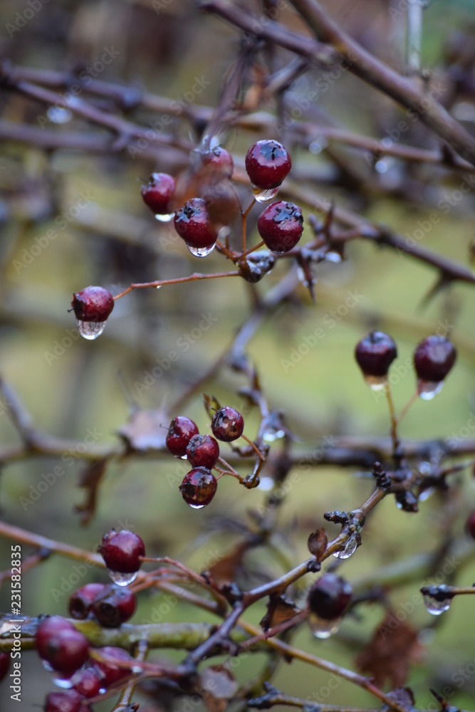 Berries and raindrops Berries and raindrops