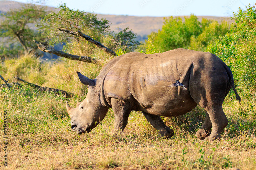 Obraz premium Sudafrica