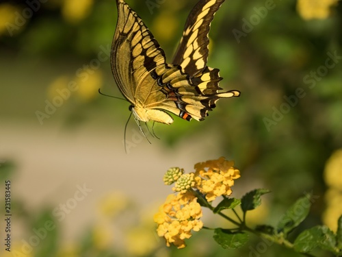 Swallow Tail butterfly in flight