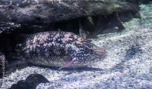 sharpnose sandperch tropical bottom dweller fish portrait at the bottom of the exotic ocean photo