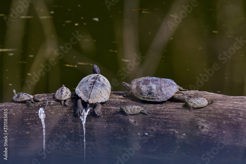 Cute Baby Turtles resting on a log, at shiawasse national wildlife refuge.  photo