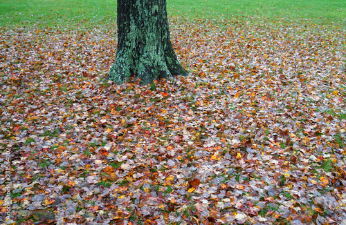 fallen leaves on the ground in autumn season
