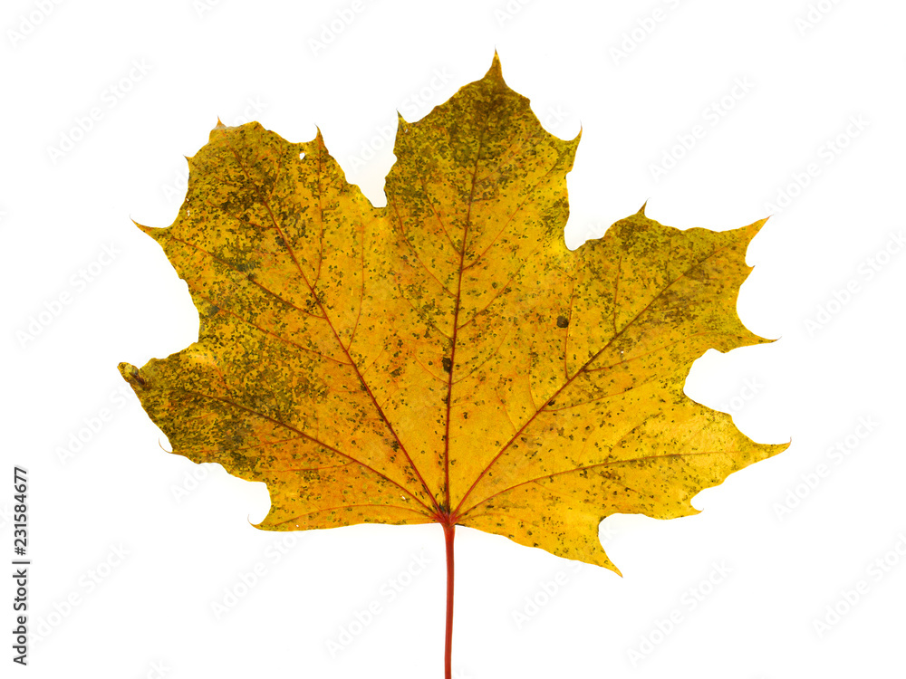 close up on autumn leaf texture isolated on white background close up on autumn leaf texture isolated on white background