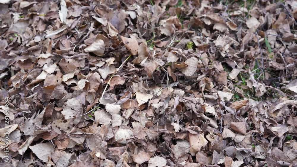 background of dry leaves background of dry leaves