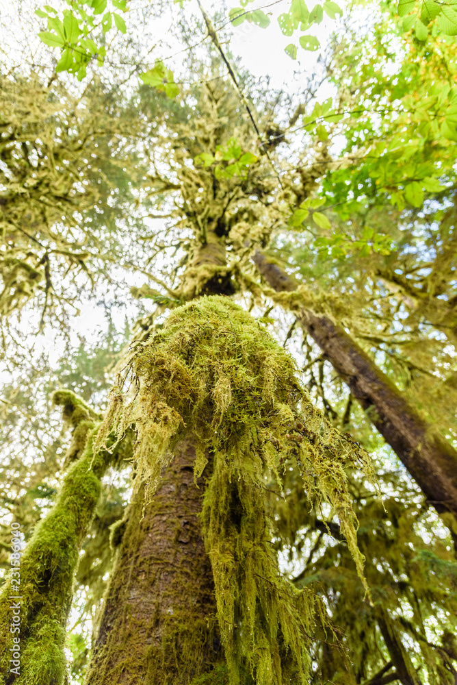 The Mossy Giants of the Pacific Northwest The Mossy Giants of the Pacific Northwest