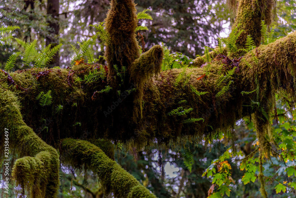 The Mossy Giants of the Pacific Northwest The Mossy Giants of the Pacific Northwest