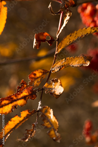 Wallpaper Mural Goldener Herbst Torontodigital.ca