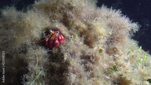 Mittelmeer Einsiedlerkrebs