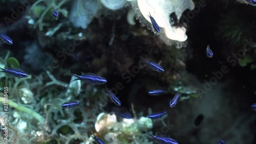 Mittelmeer Jungfische