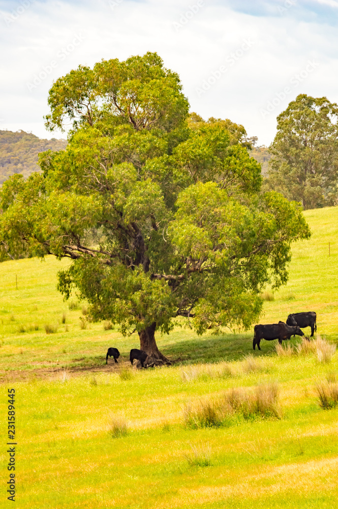 Fototapeta premium Cows in the Shade vert