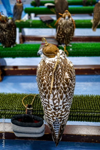 A peregrine falcon (Falco peregrinus) wearing a burqa hood sits on a perch at the Abu Dhabi Falcon Hospital in the United Arab Emirates