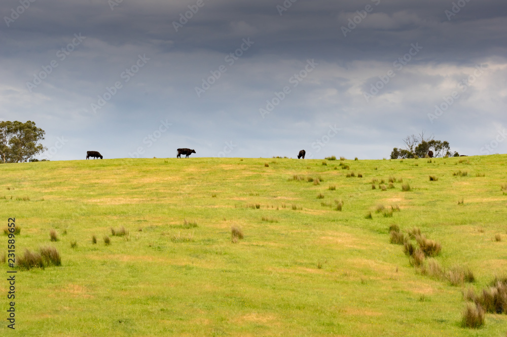  Cows on the Hilltop