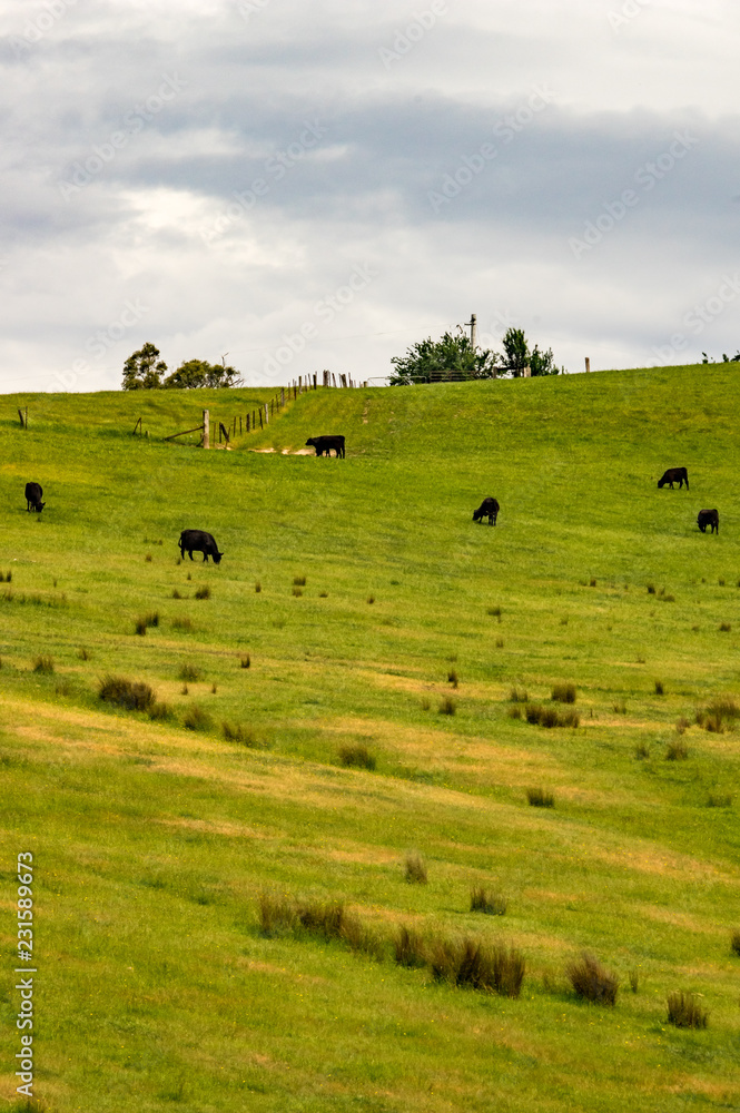 Black Cows on a Hill vert