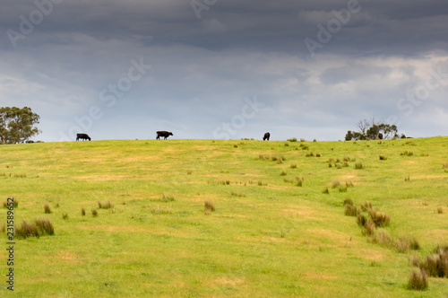  Cows on the Hilltop