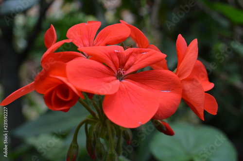 flor roja en el jardin © Manuel