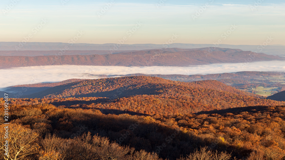 Fog lays in the Shenandoah valley as autumnal colors explode in the forest during fall in Shenandoah National Park