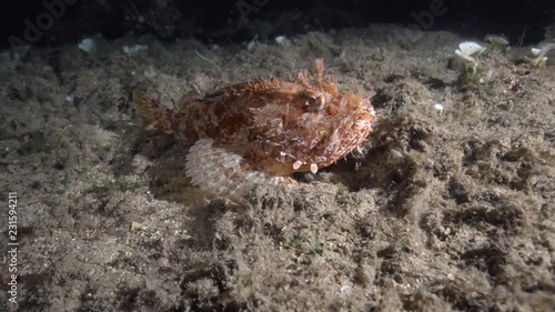 Mittelmeer Scorpionfisch