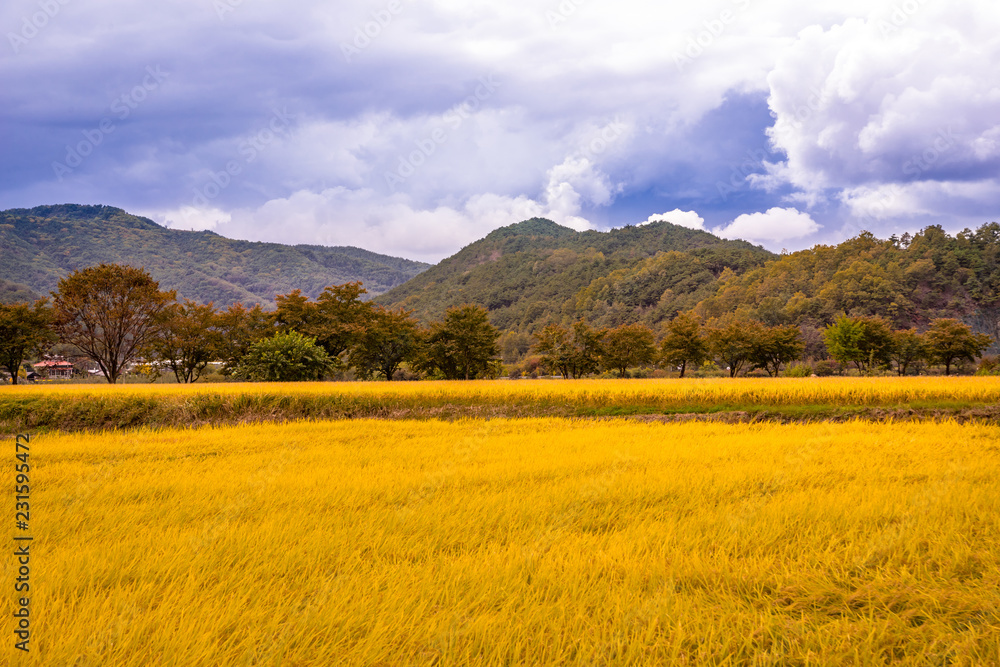 Hahoe Folk Village of South Korea is beautiful in autumn. Hahoe Folk Village of South Korea is beautiful in autumn.