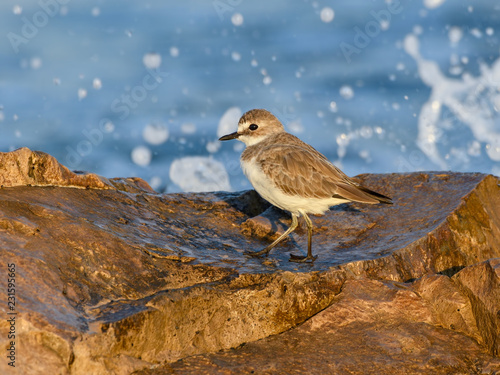 Greater Sand Plover Standing on Sea Rock © FotoRequest