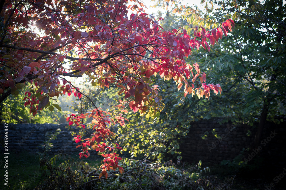 Fall scene. Beautiful Autumnal park. Leaves Forest path in autumn. Fall scene. Beautiful Autumnal park. Leaves Forest path in autumn.