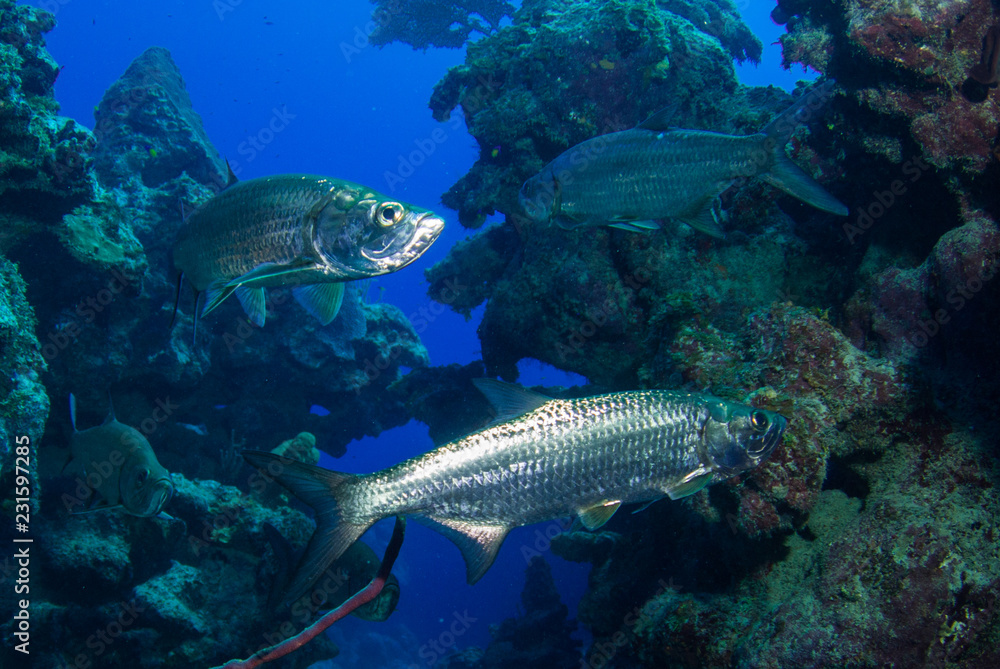 Fototapeta premium Tarpon hanging in the water in a crack in the reef. These large silver fish usually congregate in schools and like to be surrounded by structure. This was taken in Grand Cayman in the Caribbean