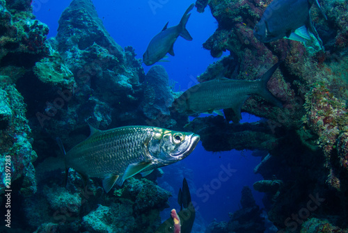 Tarpon hanging in the water in a crack in the reef. These large silver fish usually congregate in schools and like to be surrounded by structure. This was taken in Grand Cayman in the Caribbean