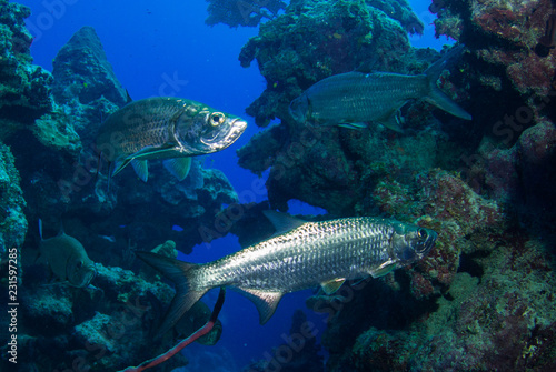 Tarpon hanging in the water in a crack in the reef. These large silver fish usually congregate in schools and like to be surrounded by structure. This was taken in Grand Cayman in the Caribbean © drew