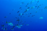 A school of fish are going about their business on the tropical reef of Grand Cayman. These fish like to live in a specific area and are a valuable part of the natural food chain