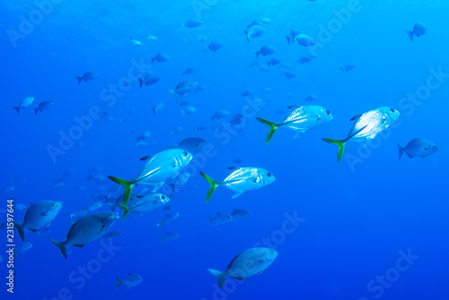 A school of fish are going about their business on the tropical reef of Grand Cayman. These fish like to live in a specific area and are a valuable part of the natural food chain