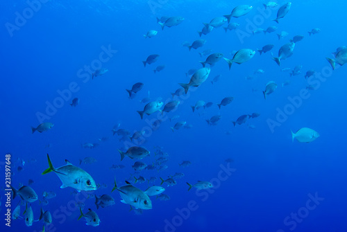 A school of fish are going about their business on the tropical reef of Grand Cayman. These fish like to live in a specific area and are a valuable part of the natural food chain