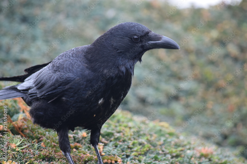 Crow profile