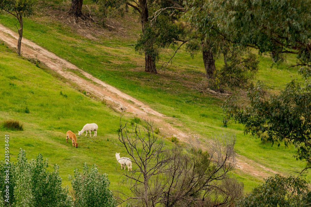 Sheep and Alpaca Diagonal Sheep and Alpaca Diagonal