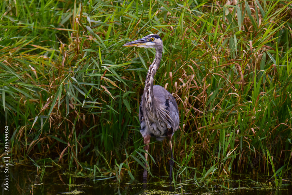 Fototapeta premium Great Blue Heron standing in marsh grass. National Wildlife Refuge.