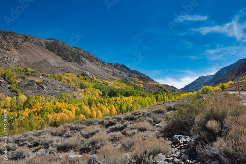Fall color in eastern Sierra