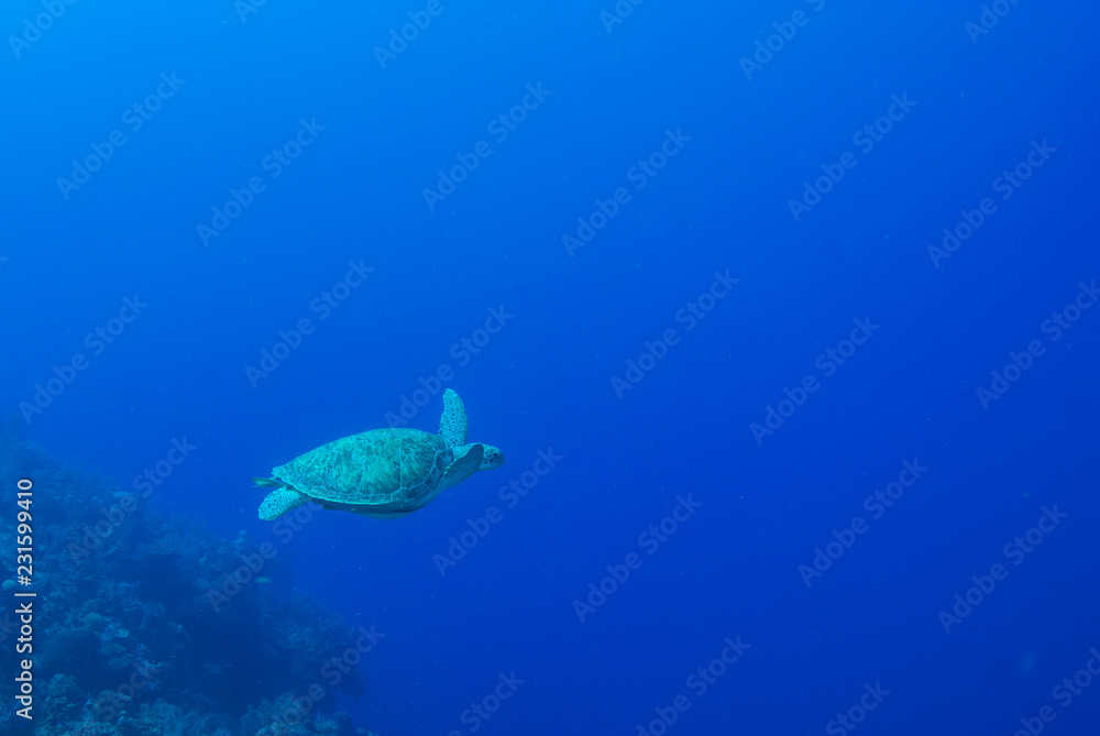 Naklejka premium A turtle in the warm water of the Caribbean sea. This salt water reptile is happy on the ecosystem provided by the coral reef