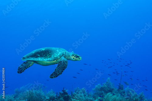 A turtle in the warm water of the Caribbean sea. This salt water reptile is happy on the ecosystem provided by the coral reef © drew