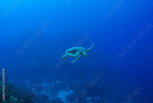 Żółw w ciepłej wodzie Morza Karaibskiego. Ten gad słonej wody cieszy się z ekosystemu dostarczanego przez rafę koralową