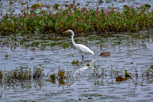 Great White Egret, wading in a swamp. Shiawasse National Wildlife Refuge, Saginaw, Michigan. United States.