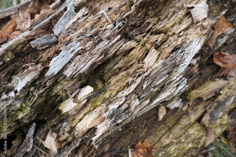 texture of tree on fallen log in forest texture of tree on fallen log in forest