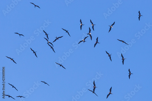 Black seagulls flying