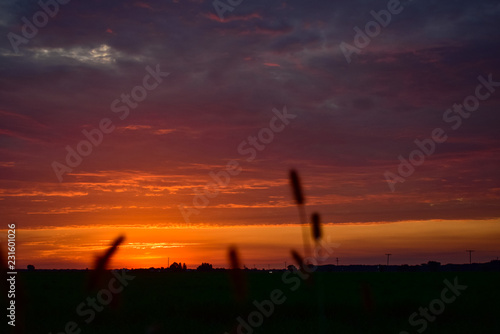 Silhouette of wheat during sunrise. Rural United States, Michigan, The thumb 